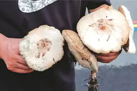 雨后冒出来的蘑菇能吃吗？网上的辨别方法靠谱吗？图片