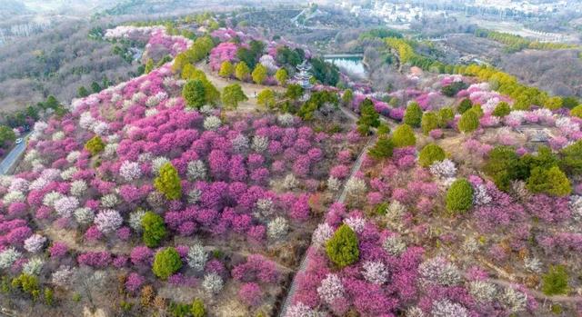 惊艳全国！2026黄陂首登央视