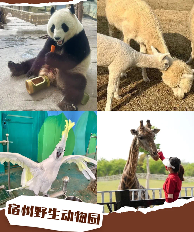 双节在宿州玩什么？看这一篇就搞定！