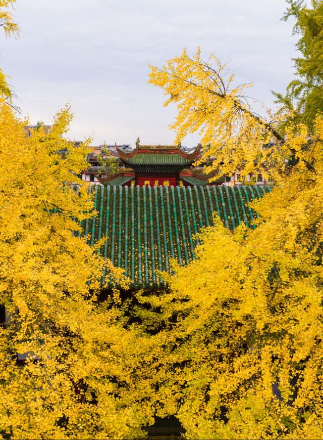 金灿灿！成都人的“顶流”上线，错过等一年！