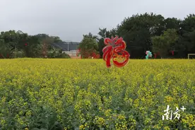 共赴春日浪漫！珠海这里竟然藏着一片油菜花海图片