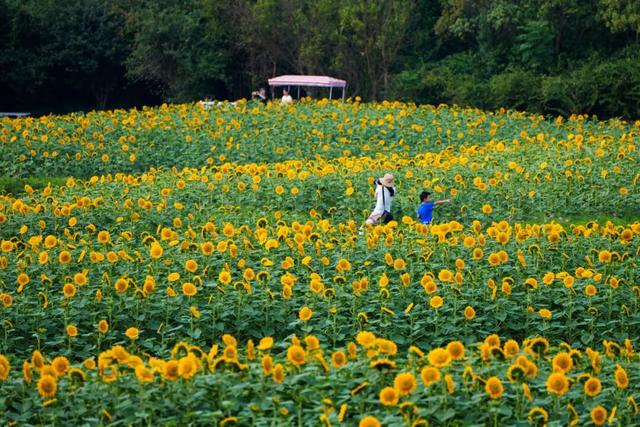 地肤、格桑花、向日葵…来金山这里赏花→