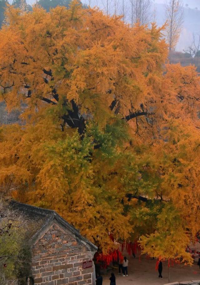 秋日必冲！新乡这两处秘境，藏着最动人的金黄时光