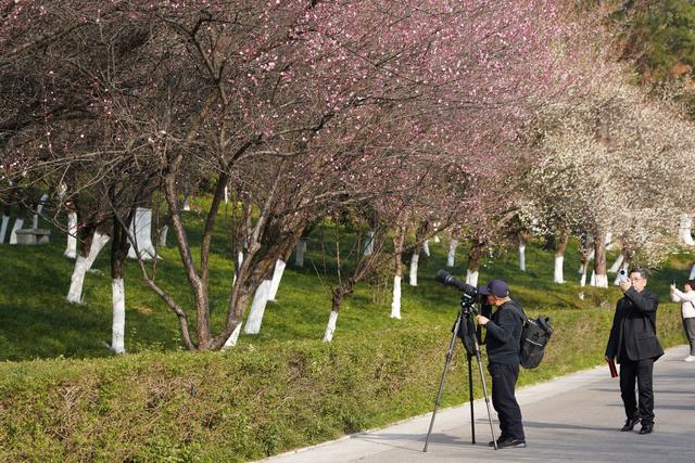多图｜pong香！绵阳这里的梅花开了