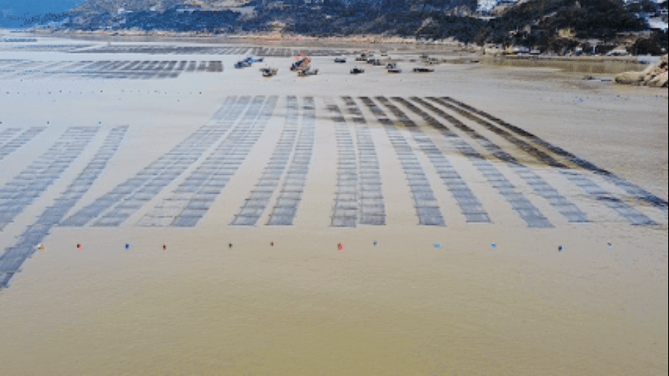 霞浦海带苗有何“鲜”机？图片