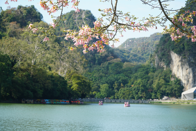 初冬的风里竟有了粉色的“味道”！就在龙潭公园里~