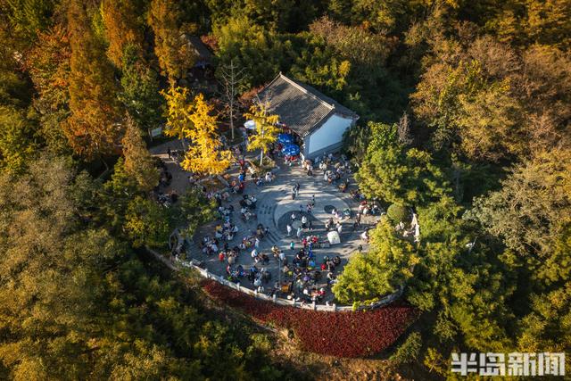 青岛深秋处处“鎏金”，美不胜收！