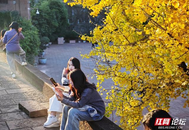 岁暖时刻丨一树金黄一城诗，凤凰的冬日浪漫正悄然绽放