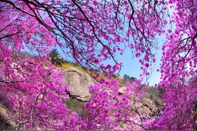 青岛赏花模式已开启！花期预报和赏花地点请收好图片