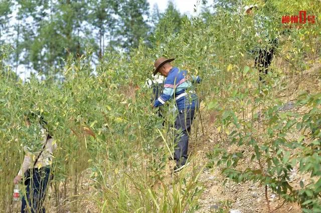 柳州一山顶机位走红，周末数百人打卡！紧急提醒：非景区，尚未开发！