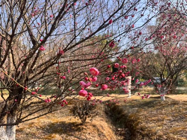 不是周末，人都巨多！武汉赏梅热潮持续，市民游客“踏香而来”