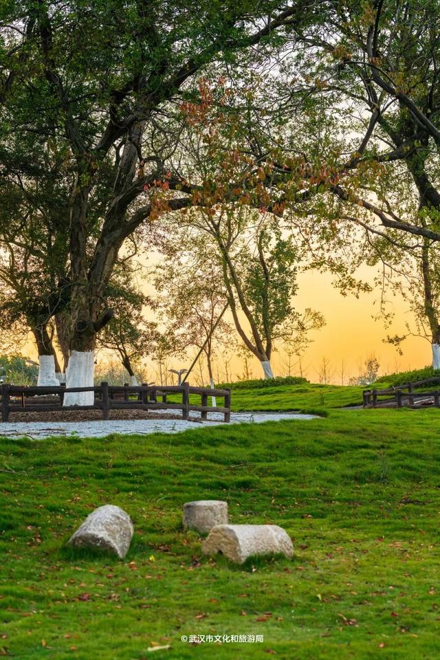 武汉为百年古树建公园，免费开放！