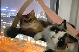 过敏性哮喘患者的探索：有人适应与6只猫共处，有人患病30多年后痊愈图片