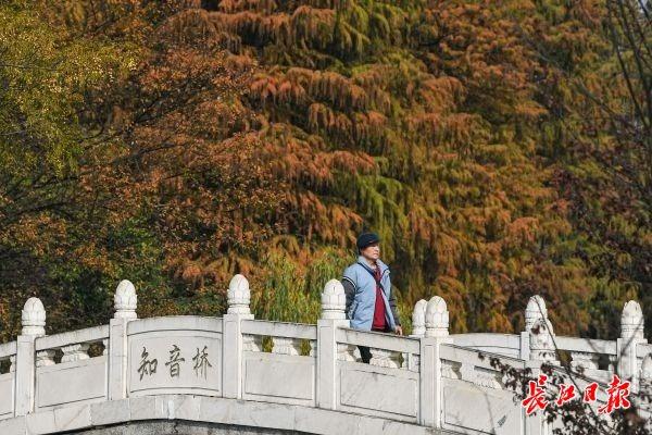 月湖公园层林尽染