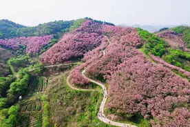 河南商城：春季思乡谷绽放“花经济”图片