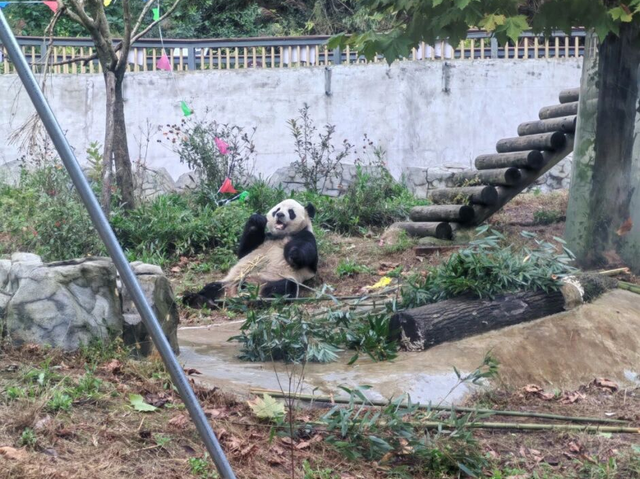 国庆中秋假期 华蓥山大熊猫苑持续火爆