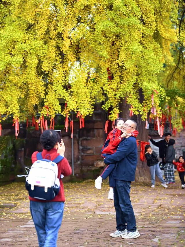 实拍！超美！成都这里的银杏黄了