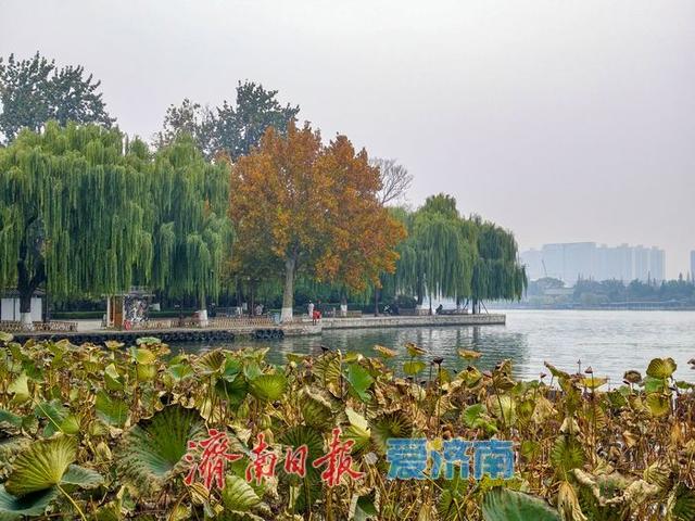 立冬时节，明湖残荷别样美