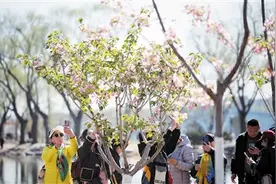 玉渊潭公园樱花文化活动暨春季花卉联展开幕，玉渊潭早樱晚樱首次同时争艳图片