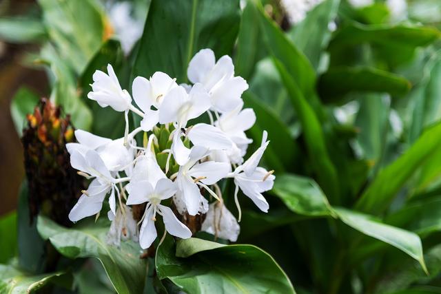 杭城九月赏花指南