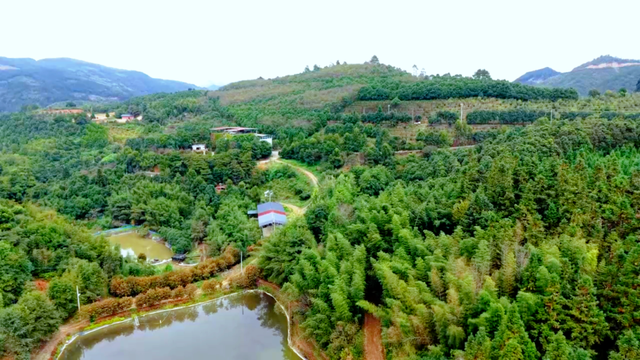 太美！太香！闽清这里的桂花开了！快来邂逅这场金色浪漫——