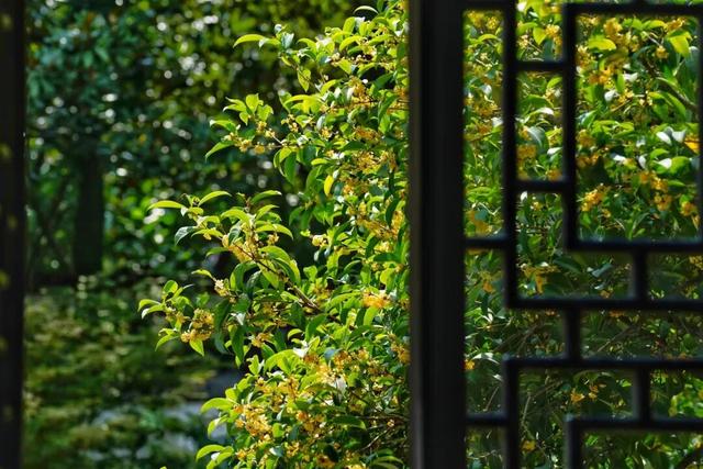 上海这个公园的桂花终于开了！还有10000+彩菊飘香→