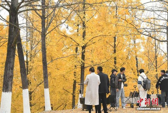 重庆：冬日银杏美如画 金黄满枝引游人