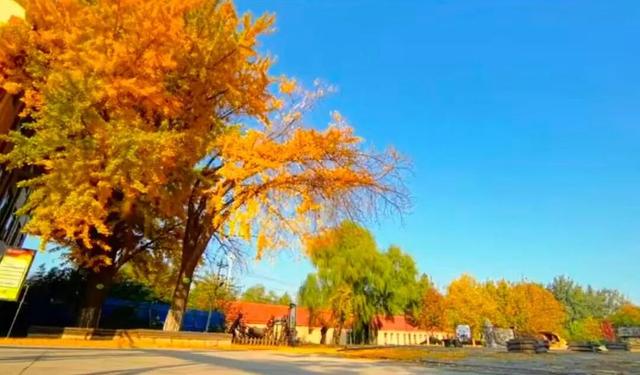 醉美坊子｜秋染小城，被时光温柔以待