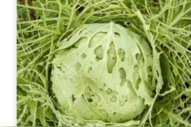 赶紧改！这样洗果蔬原来越洗越“脏”图片