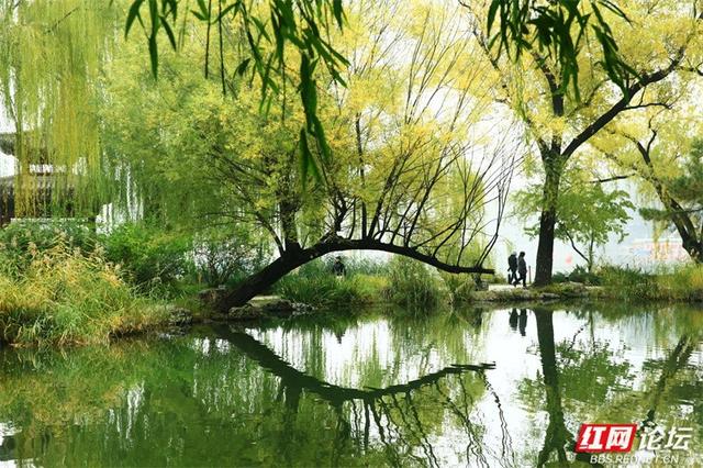 我眷恋的南方山水，原来都藏在了紫竹院的秋光里