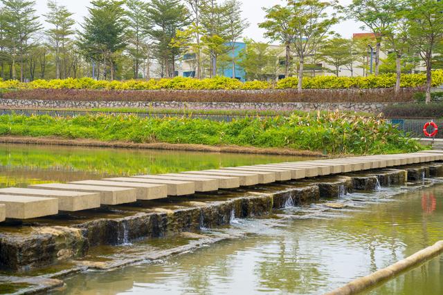 多图｜碧道秋意浓，谢岗镇银湖滨河公园秋景上新