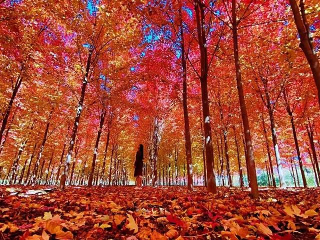 北京号最精彩 | 秋日“赶集”天花板！地坛银杏文化节明日开逛