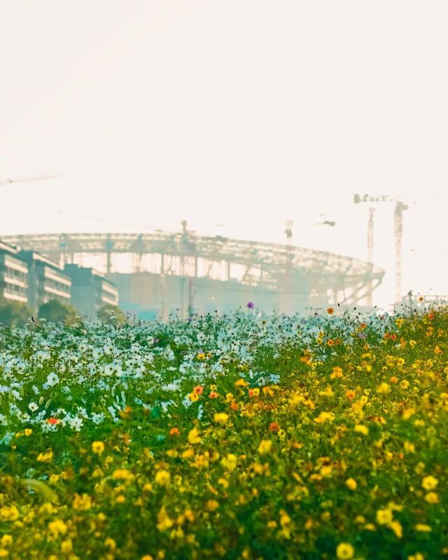 初冬限定！余杭这几处花海，巨出片