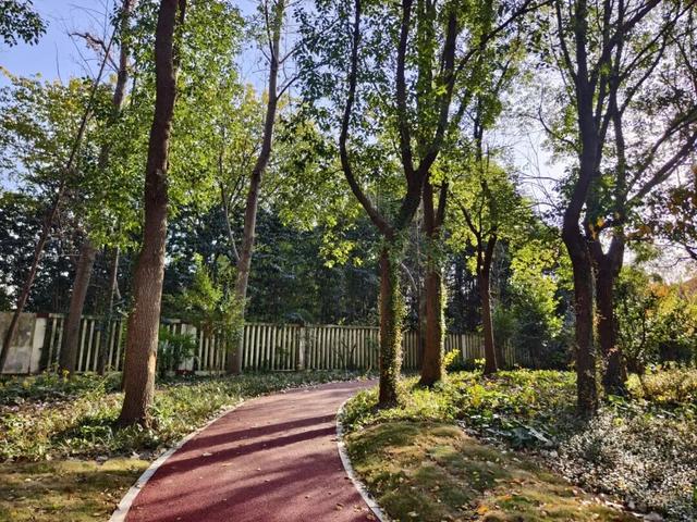 一树一景一步道，宝山这条生态步道升级，遛弯超惬意～