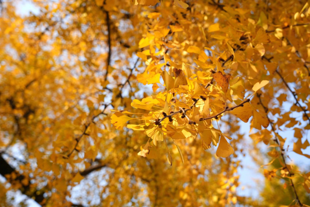 这6个淮南银杏绝美打卡地！码住刷爆朋友圈！