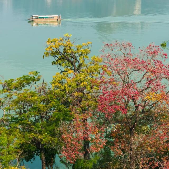 快来打卡！星湖边的乌桕红了，比枫叶更艳丽！