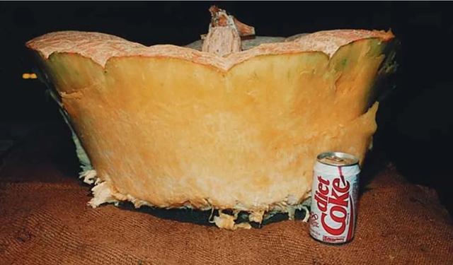 见过用南瓜做的船吗？真可以坐人的那种！没错，最大南瓜再次刷新记录