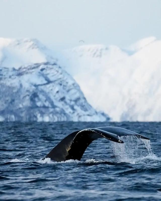 全网最快！请收下这份《花少7》同款挪威攻略