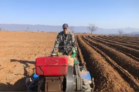 河南灵宝：荒山上种出“黄金叶”图片