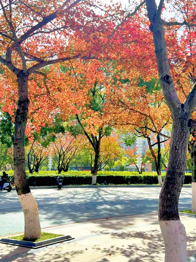 红枫“进度条”拉满，这些打卡地快收好！