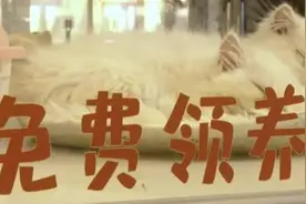 闪电律解 | 女子领养猫咪一周后病死 却深陷“猫贷”纠纷 律师：警惕消费陷阱图片