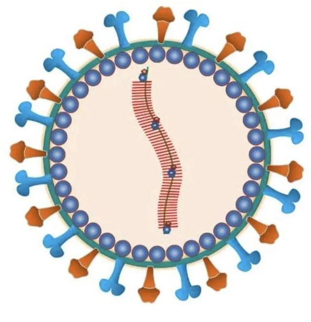 印度55岁妇女已死亡！两名确诊护士曾对其治疗…上海疾控最新发声↗