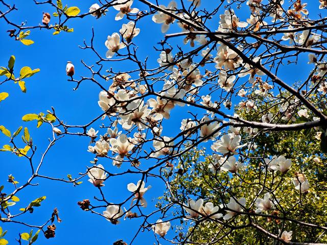 桃花樱花竞艳 ,福州乌山迎春日赏花高峰期
