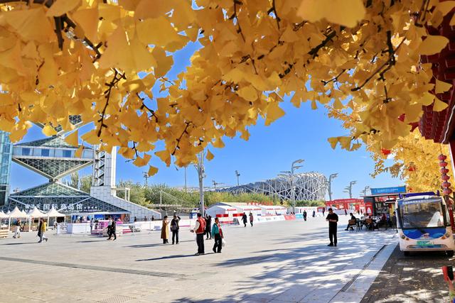 北京:银杏金黄秋意浓