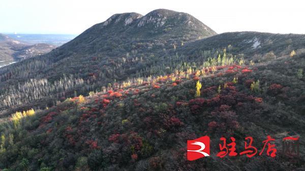 层林尽染！口门水库山间红叶进入最佳观赏期