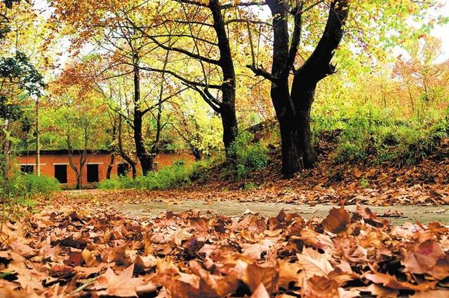 深秋里的工业“遗梦”与金叶“私语”