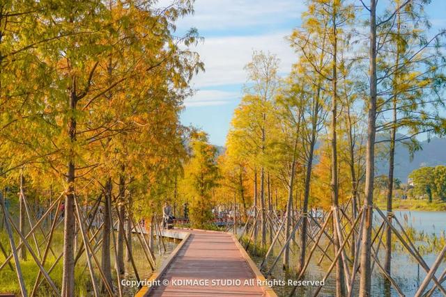 深圳秋日限定：三处落羽杉秘境，邂逅南国绚烂之季