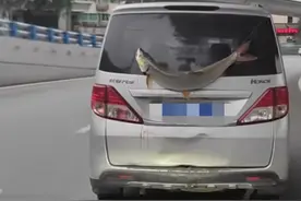 “钓鱼佬”的狂喜？钓友将1米多长鳡鱼挂在车尾“游街”庆祝图片