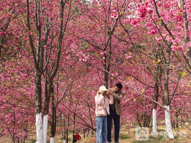 马龙樱花谷：花海人潮共绘春日盛景