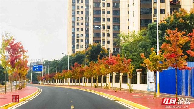 秋游时刻丨这条“双洲西路”，才是安乡秋天真正的颜值担当